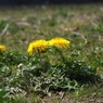 写真句：春の花たち11：地の花６：チュッ！