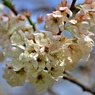 李の花