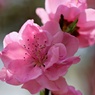 桃の花