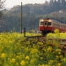 小湊鉄道の春！②