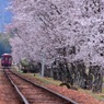 長良川鉄道　桜浪漫