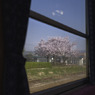 車窓からの桜