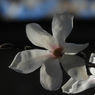 白い花と
