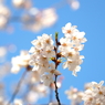 仙台堀川の桜その１