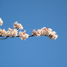 仙台堀川の桜その３