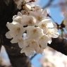 仙台堀川の桜その５