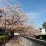 仙台堀川の桜その６