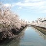 仙台堀川の桜その７