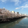 仙台堀川の桜その９