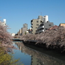 仙台堀川の桜その１０