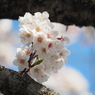仙台堀川の桜その１１