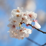 仙台堀川の桜その１３