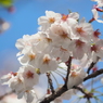 仙台堀川の桜その１４