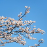 仙台堀川の桜その１５