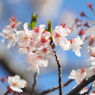 仙台堀川の桜その１６