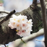 仙台堀川の桜その１７