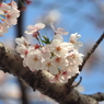 仙台堀川の桜その１８