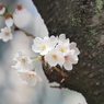 仙台堀川の桜その１９