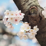 仙台堀川の桜その２０