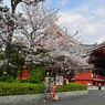 「桜満開　春到来」（その１）