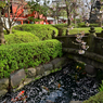 「桜満開　春到来」（その２）