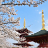 「桜満開　春到来」（その４）