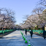 「桜満開の上野公園」