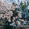 「桜満開の上野公園」