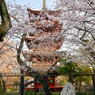 「桜満開の上野公園」