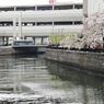 京急蒲田駅周辺の桜その１