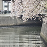 京急蒲田駅周辺の桜その２
