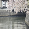 京急蒲田駅周辺の桜その３