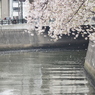 京急蒲田駅周辺の桜その４