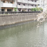 京急蒲田駅周辺の桜その６