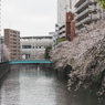 京急蒲田駅周辺の桜その７