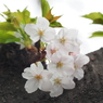 京急蒲田駅周辺の桜その８