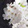 京急蒲田駅周辺の桜その９