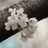 京急蒲田駅周辺の桜その１２