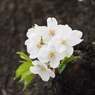 京急蒲田駅周辺の桜その１３