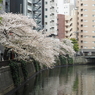 京急蒲田駅周辺の桜その１４