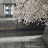 京急蒲田駅周辺の桜その１５