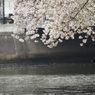 京急蒲田駅周辺の桜その１７