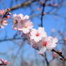 アーモンドの花