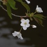 写真句：山桜咲く