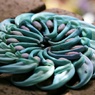 神秘的な花：ヒスイカズラ②