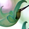 神秘的な花：ヒスイカズラ③