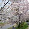 桜咲道