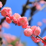 八重に咲く