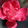 桃の花②