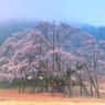 薄墨桜